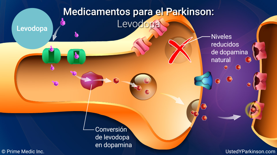Medicamentos para el Parkinson:   Levodopa